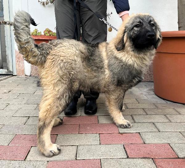 VIENNA CUCCIOLA PASTORE DEL CAUCASO Foto 7